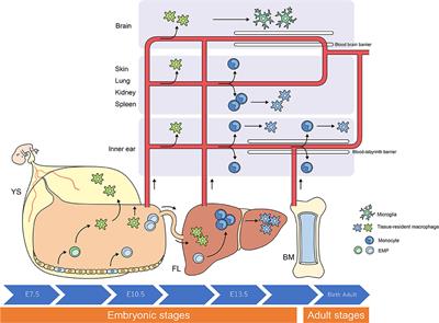 Role of Inner Ear Macrophages and Autoimmune/Autoinflammatory Mechanisms in the Pathophysiology of Inner Ear Disease